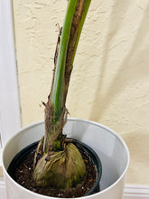 Load image into Gallery viewer, Coconut palm tree (Cocos nucifera)
