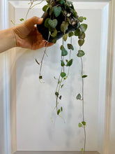 Load image into Gallery viewer, String of Hearts (Ceropegia woodii)