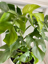 Load image into Gallery viewer, Monstera Ginny (Rhaphidophora Tetrasperma)