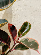 Load image into Gallery viewer, Ficus Elastica Red Ruby