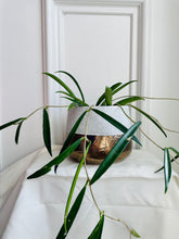 Load image into Gallery viewer, Hoya Shepherdii