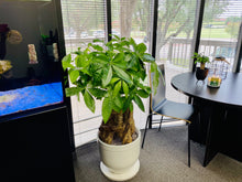 Load image into Gallery viewer, Money Tree (Pachira)