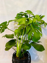 Load image into Gallery viewer, Monstera Deliciosa