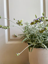 Load image into Gallery viewer, Lavender varieties