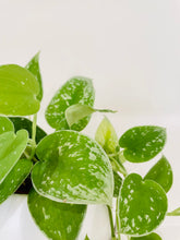 Load image into Gallery viewer, Satin Pothos (Scindapsus Pictus Argyraeus)
