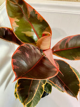 Load image into Gallery viewer, Ficus Elastica Red Ruby