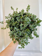 Load image into Gallery viewer, Pilea Silver Sparkle (Pilea Glauca)