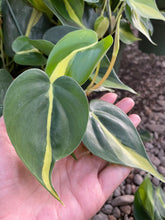 Load image into Gallery viewer, Heartleaf Philodendron (Philodendron Brasil)