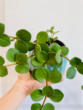 Load image into Gallery viewer, Peperomia Hope (Peperomia Tetraphylla )