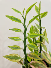 Load image into Gallery viewer, Var. Devil’s Backbone (Pedilanthus tithymaloides)