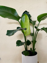 Load image into Gallery viewer, Birds of Paradise (Strelitzia Nicolai)