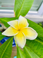Load image into Gallery viewer, Plumeria Hawaiian Lei Flowers (Frangipani)