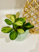 Load image into Gallery viewer, Hoya Australis Lisa