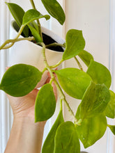 Load image into Gallery viewer, Hoya Pachyclada