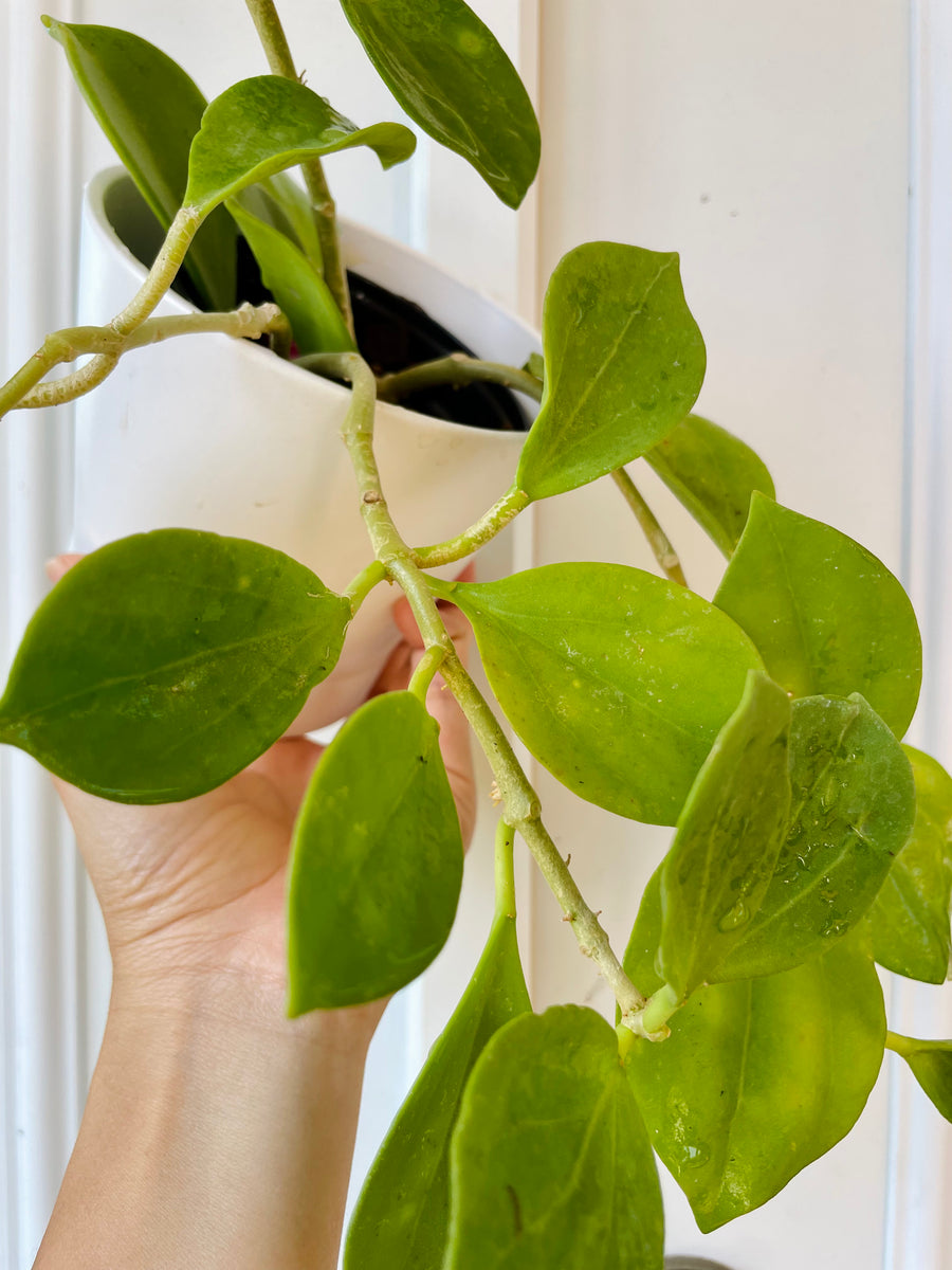 セール珍種 ホヤ　パキクラーダ pachycladas small leaves セール珍種 ホヤ パキクラーダ pachycladas small leaves