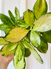 Load image into Gallery viewer, Hoya Australis Lisa