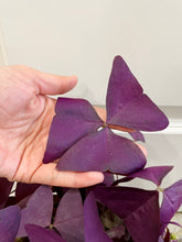 Load image into Gallery viewer, Purple Shamrock (Oxalis Triangularis)