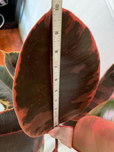 Load image into Gallery viewer, Ficus Elastica Red Ruby