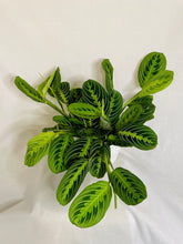 Load image into Gallery viewer, Lemon Lime Prayer Plant (Maranta Leuconeura)