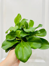 Load image into Gallery viewer, Hoya Pachyclada