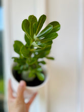 Load image into Gallery viewer, Desert rose (Adenium Obesum)