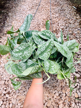 Load image into Gallery viewer, Satin Pothos (Scindapsus Pictus Exotica)