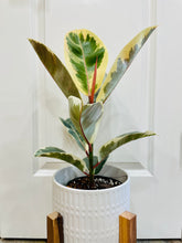 Load image into Gallery viewer, Ficus Elastica Tineke