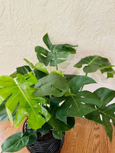 Load image into Gallery viewer, Monstera Deliciosa