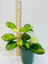 Load image into Gallery viewer, Hoya Australis Lisa