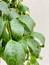 Load image into Gallery viewer, Black Pagoda Lipstick Plant (Aeschynanthus Longicaulis)