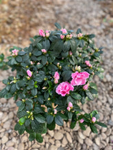 Load image into Gallery viewer, Florist Azaleas (Rhododendron simsii )