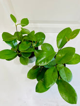 Load image into Gallery viewer, Hoya Australis