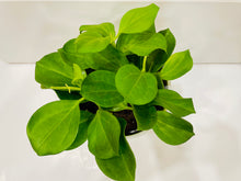 Load image into Gallery viewer, Hoya Pachyclada