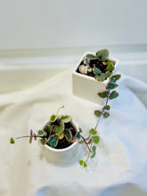 Load image into Gallery viewer, Variegated String of Hearts (Ceropegia woodii variegata )