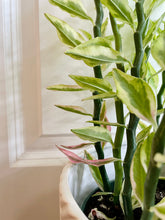 Load image into Gallery viewer, Var. Devil’s Backbone (Pedilanthus tithymaloides)