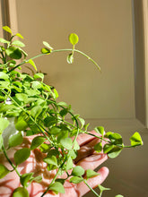 Load image into Gallery viewer, Dischidia Oiantha “green”