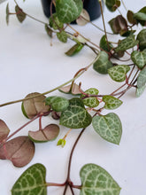 Load image into Gallery viewer, String of Hearts (Ceropegia woodii)