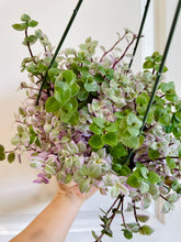 Load image into Gallery viewer, Tradescantia Pink Panther (Callisia C. Repens)