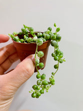 Load image into Gallery viewer, Variegated String of Pearls (Senecio or Curio rowleyanus f. variegatus)