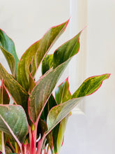 Load image into Gallery viewer, Red Siam Aurora (Aglaonema)