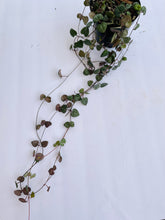 Load image into Gallery viewer, String of Hearts (Ceropegia woodii)