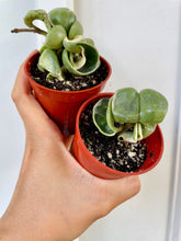 Load image into Gallery viewer, Hoya Hindu Rope (Hoya Carnosa Compacta)