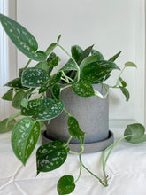 Load image into Gallery viewer, Satin Pothos (Scindapsus Pictus Argyraeus)
