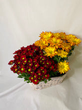 Load image into Gallery viewer, Fall MUM arrangement