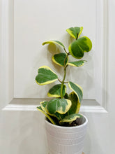 Load image into Gallery viewer, Hoya Kerrii Variegated (Hoya Kerrii Albo)