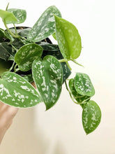 Load image into Gallery viewer, Satin Pothos (Scindapsus Pictus Argyraeus)