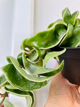 Load image into Gallery viewer, Hoya Hindu Rope (Hoya Carnosa Compacta)