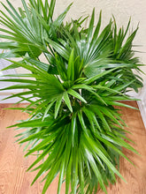 Load image into Gallery viewer, Fan palm tree (Cocos nucifera)