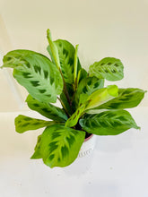 Load image into Gallery viewer, Rabbit Track Prayer Plant (Maranta Leuconeura Kerchoviana)