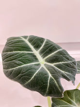 Load image into Gallery viewer, Black velvet Elephant Ears (Alocasia Reginula ‘Black Velvet’)